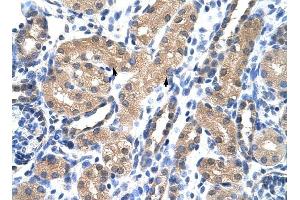 RAE1 antibody was used for immunohistochemistry at a concentration of 4-8 ug/ml to stain Epithelial cells of renal tubule (arrows) in Human Kidney. (RAE1 antibody)