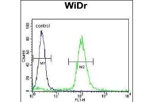 SFRS1 Antibody (C-term) (ABIN390841 and ABIN2841068) flow cytometric analysis of WiDr cells (right histogram) compared to a negative control cell (left histogram).