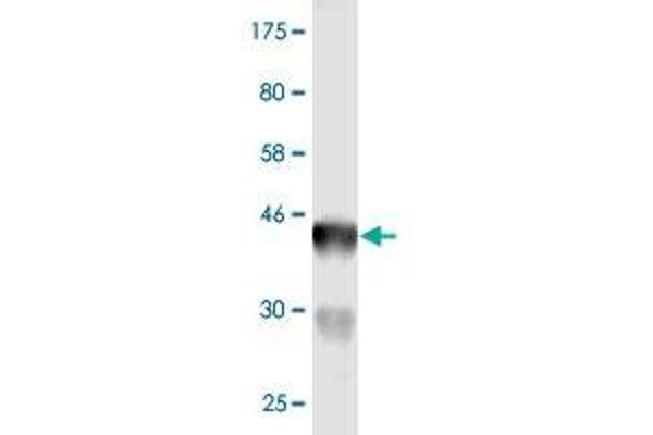 BCL7C antibody  (AA 86-164)