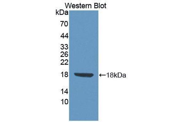 FLRT3 anticorps  (AA 29-152)