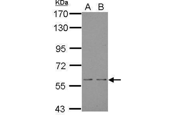 NOX1 antibody