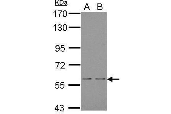 NOX1 antibody