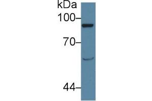 Western Blot; Sample: Rat Serum; Primary Ab: 1µg/ml Rabbit Anti-Rat AMPH Antibody Second Ab: 0.