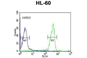 Flow Cytometry (FACS) image for anti-Osteomodulin (OMD) antibody (ABIN3003236) (Osteomodulin antibody)