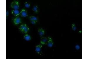 Anti-HAO1 mouse monoclonal antibody (ABIN2453105) immunofluorescent staining of COS7 cells transiently transfected by pCMV6-ENTRY HAO1 (RC216834). (HAO1 antibody)