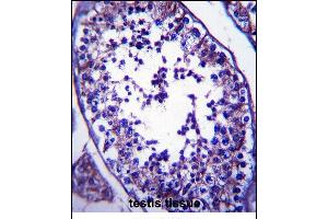 SLC27A3 Antibody (N-term) (ABIN657380 and ABIN2846425) immunohistochemistry analysis in formalin fixed and paraffin embedded human testis tissue followed by peroxidase conjugation of the secondary antibody and DAB staining. (SLC27A3 antibody  (N-Term))