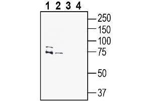 Western blot analysis of mouse brain lysate (lanes 1 and 3) and rat brain lysates (lanes 2 and 4):1-2.