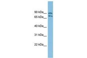 Image no. 1 for anti-5-Methyltetrahydrofolate-Homocysteine Methyltransferase Reductase (MTRR) (AA 71-120) antibody (ABIN6745195) (MTRR antibody  (AA 71-120))