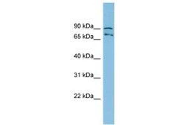 MTRR antibody  (AA 71-120)