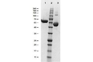 SDS-PAGE (SDS) image for Albumin (ALB) protein (ABIN5624625)