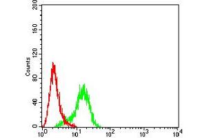 Flow cytometric analysis of Hela cells using ACTR3 mouse mAb (green) and negative control (red). (ACTR3 antibody  (AA 287-418))