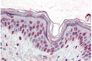 Human Skin (formalin-fixed, paraffin-embedded) stained with XBP1 antibody ABIN396972 at 10 ug/ml followed by biotinylated anti-mouse IgG secondary antibody ABIN481714, alkaline phosphatase-streptavidin and chromogen. (XBP1 antibody  (AA 2-160))