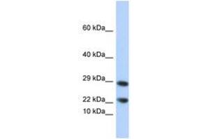 Image no. 1 for anti-Lipocalin 8 (LCN8) (N-Term) antibody (ABIN6744278) (LCN8 antibody  (N-Term))