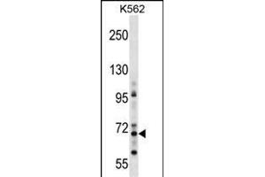 ZNF256 Antikörper  (AA 203-229)
