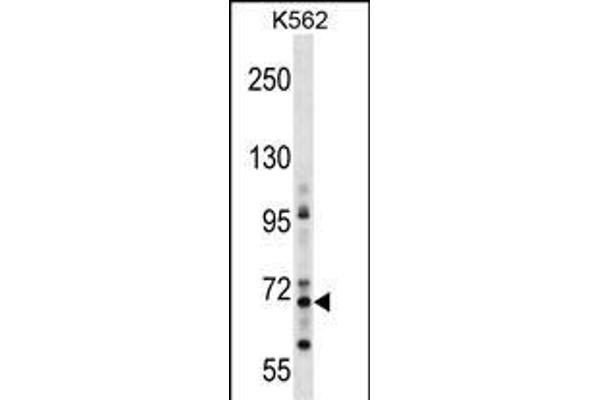 ZNF256 Antikörper  (AA 203-229)