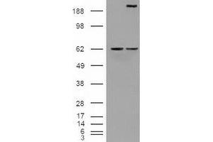 Image no. 2 for anti-Notch 1 (NOTCH1) (AA 2300-2556) antibody (ABIN1491241)