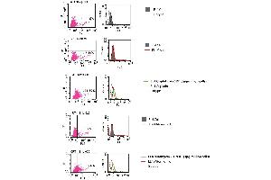 Flow cytometric analysis of CRT on the cell surface  3. (Calreticulin Protein (CALR) (His tag))