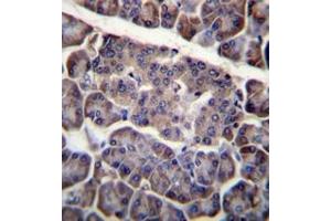 Immunohistochemistry analysis in formalin fixed and paraffin embedded human pancreas tissue reacted with CD273 / PDL2 Antibody (N-term) followed by peroxidase conjugation of the secondary antibody and DAB staining. (PDCD1LG2 antibody  (N-Term))