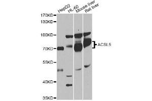Western blot analysis of extracts of various cell lines, using ACSL5 antibody (ABIN1870777) at 1:1000 dilution. (ACSL5 antibody)