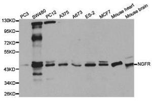 Western Blotting (WB) image for anti-Nerve Growth Factor Receptor (NGFR) antibody (ABIN1873905)