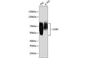 Western blot analysis of extracts of various cell lines, using CD80 antibody (ABIN7266219) at 1:1000 dilution. (CD80 antibody)