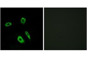 Immunofluorescence (IF) image for anti-Lysophosphatidic Acid Receptor 3 (LPAR3) (AA 111-160) antibody (ABIN2890767) (LPAR3 antibody  (AA 111-160))