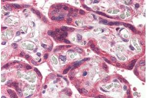 Anti-MLEC antibody  ABIN1049062 IHC staining of human placenta. (Malectin antibody  (Internal Region))