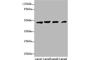 Western Blotting (WB) image for anti-Keratin 18 (KRT18) (AA 102-396) antibody (ABIN7157392)