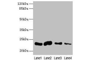Western blot All lanes: CLEC3A antibody at 0.