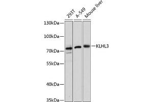 Western blot analysis of extracts of various cell lines, using KLHL3 antibody (ABIN6131858, ABIN6142937, ABIN6142938 and ABIN6217882) at 1:3000 dilution. (KLHL3 antibody  (AA 1-110))