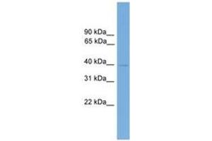 Image no. 1 for anti-Forkhead Box B2 (FOXB2) (AA 341-390) antibody (ABIN6744522)