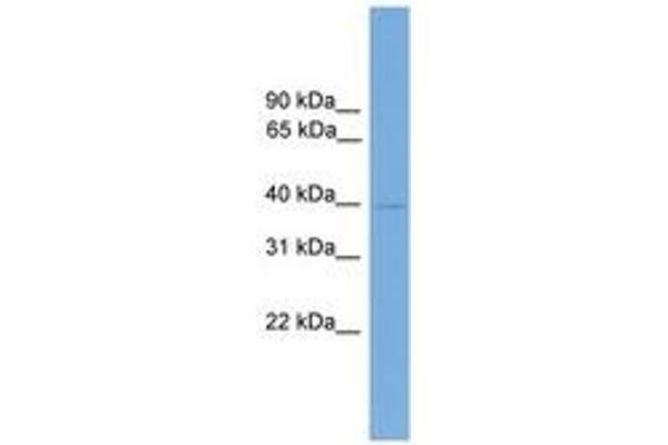 FOXB2 antibody  (AA 341-390)