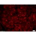 anti-Phosphoinositide 3 Kinase, p85 alpha/gamma (PI3K p85a/g) (pTyr199), (pTyr467) antibody