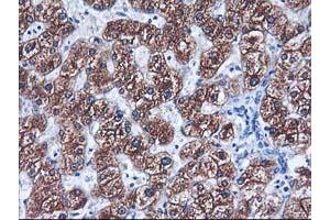 Immunohistochemical staining of paraffin-embedded Human liver tissue using anti-CYP2C9 mouse monoclonal antibody. (CYP2C9 antibody)