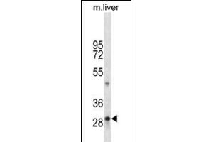 TPSAB1 Antibody (C-term) (ABIN656204 and ABIN2850492) western blot analysis in mouse liver tissue lysates (35 μg/lane).