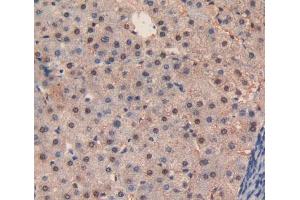 Figure. (Caspase 3 antibody  (AA 29-175))