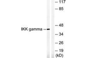 Western blot analysis of extracts from HepG2 cells, treated with Anisomycin 0. (IKBKG antibody  (AA 51-100))
