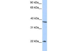 Western Blotting (WB) image for anti-NEK7 (NEK7) antibody (ABIN2459252) (NEK7 antibody)