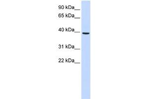 WB Suggested Anti-MOGAT2 Antibody Titration:  0. (MOGAT2 antibody  (Middle Region))