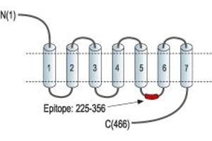 anti-Cholinergic Receptor, Muscarinic 2 (CHRM2) (3rd Intracellular Loop), (AA 225-356) antibody
