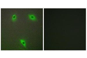 Immunofluorescence (IF) image for anti-Kelch-Like 3 (KLHL3) (N-Term) antibody (ABIN1850052) (KLHL3 antibody  (N-Term))