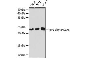CBX5 anticorps