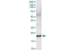 Immunoprecipitation of IFNA17 transfected lysate using anti-IFNA17 MaxPab rabbit polyclonal antibody and Protein A Magnetic Bead , and immunoblotted with IFNA17 purified MaxPab mouse polyclonal antibody (B01P) . (IFNA17 antibody  (AA 1-189))