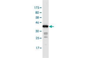 Western Blot detection against Immunogen (36. (IL31RA antibody  (AA 21-120))