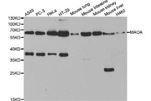 Western blot analysis of extracts of various cell lines, using MAOA antibody (ABIN5970633) at 1/1000 dilution. (Monoamine Oxidase A antibody)