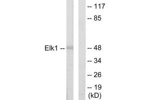 Western Blotting (WB) image for anti-ELK1, Member of ETS Oncogene Family (ELK1) (N-Term) antibody (ABIN1849226) (ELK1 antibody  (N-Term))