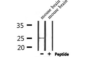 NOL12 antibody  (C-Term)