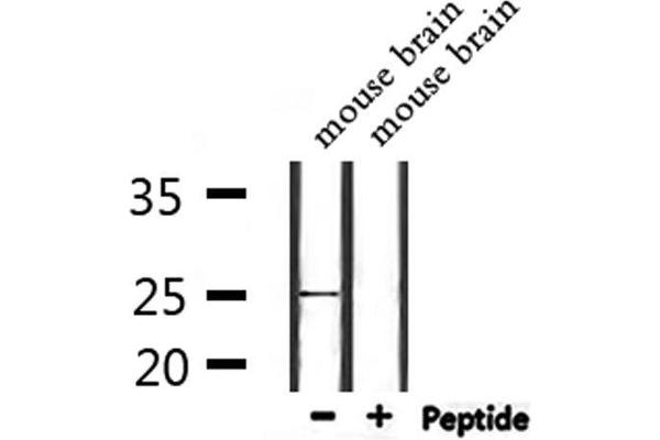 NOL12 antibody  (C-Term)