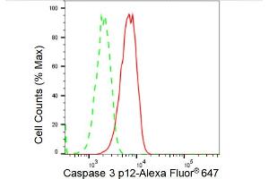Flow cytometric analysis of Caspase 3 p12 expression in C2C12 cells using Caspase 3 p12 antibody (ABIN7797896), 1:2,000). (Recombinant Caspase 3 p12 antibody)