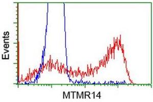 HEK293T cells transfected with either RC207732 overexpress plasmid (Red) or empty vector control plasmid (Blue) were immunostained by anti-MTMR14 antibody (ABIN2453331), and then analyzed by flow cytometry. (MTMR14 antibody)